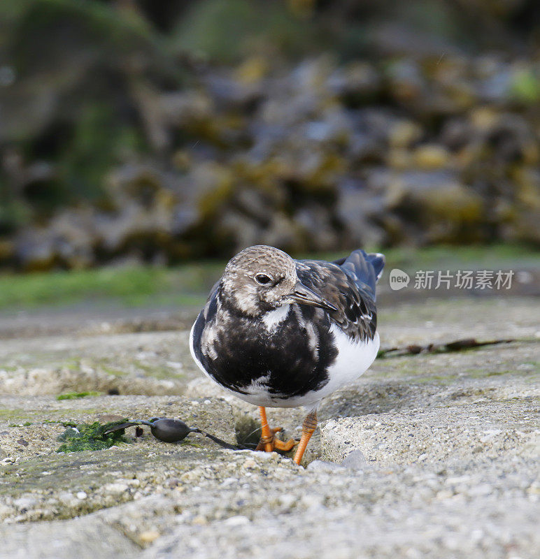 Ruddy Turnstone (Arenaria翻译)在冬季羽毛